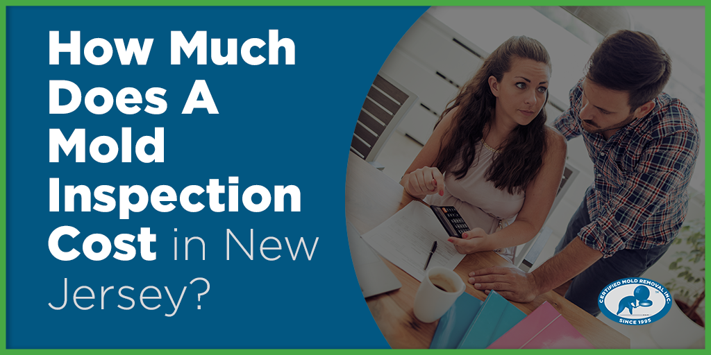 how much does a mold inspection cost