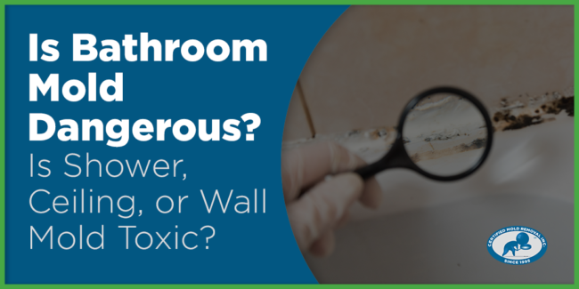 Bathroom Mold Dangerous blog image