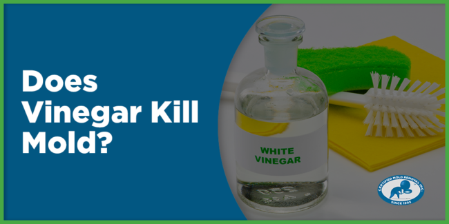 Does Vinegar Kill Mold