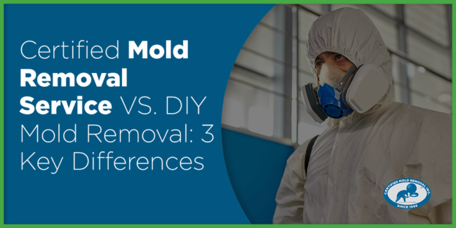 Certified Mold Removal Service VS DIY Mold Removal differences