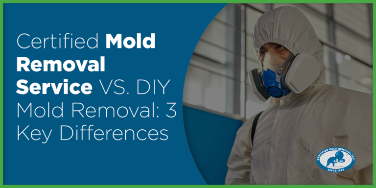 Certified Mold Removal Service VS DIY Mold Removal differences