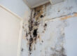 black mold on the wall