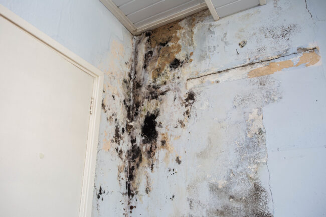 professional mold removal black mold on the wall