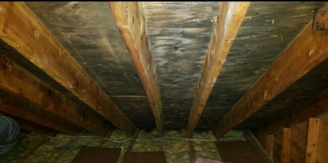 Professional-Mold-Removal-Remediation-Services-Bergen-County-NJ