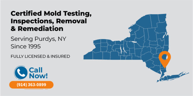 purdys new york mold testing
