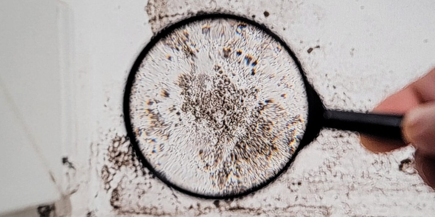 The Ultimate Guide to Locating Top Rated Basement Black Mold Assessment Companies Near You