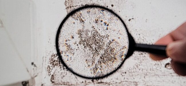 The-Ultimate-Guide-to-Locating-Top-Rated-Basement-Black-Mold-Assessment-Companies-Near-You The Ultimate Guide to Locating Top Rated Basement Black Mold Assessment Companies Near You