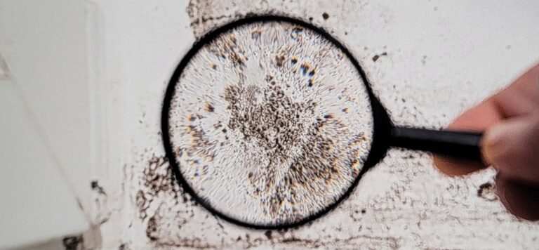 The Ultimate Guide to Locating Top Rated Basement Black Mold Assessment Companies Near You