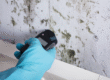 how to get house tested for mold