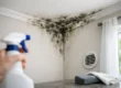 Why Does Mold Keep Returning?
