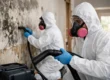 Holmdel Mold Remediation Experts: What to Expect