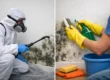 Professional Mold Removal Versus DIY