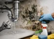 How to Address Mold After a Plumbing Leak