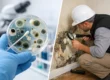 Mold Testing Versus Inspection Explained