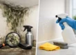 Common Mold Growth Causes and How to Stop Them