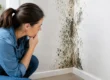 Why Mold Returns After Cleanup and How to Stop It